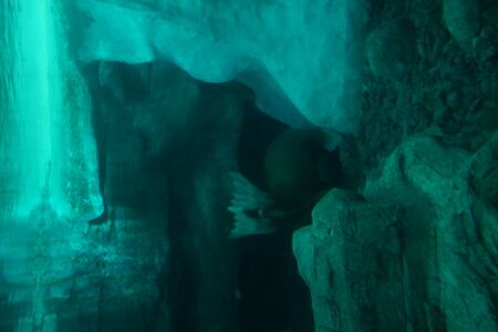 A large Pacific Walrus - Odobensus rosmarus divergensの写真素材