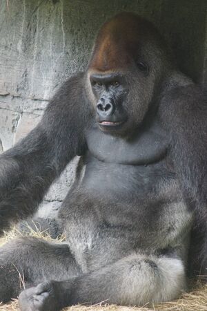 A large Western Lowland Gorilla - Gorilla gorilla gorilla