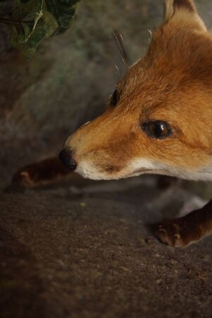A native vibrant wild Red Fox - Vulpes vulpes