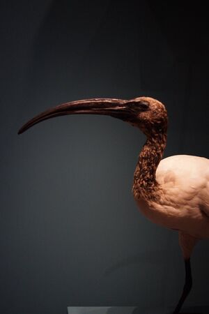 A large wild African Sacred Ibis  Threksiornis aethiopicus
