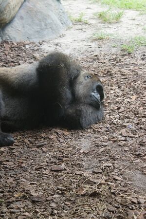 A large sleeping Western Lowland Gorilla - Gorilla gorilla gorillaの写真素材
