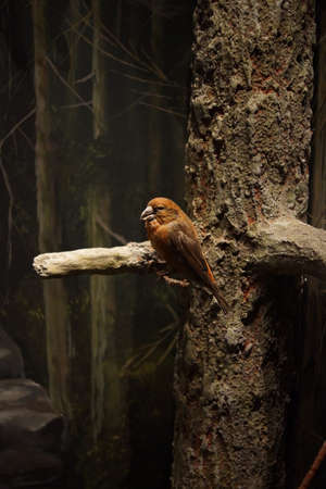 A small perching native Red Crossbill - Loxia curvirostraの写真素材