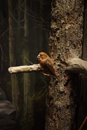 A small perching native Red Crossbill - Loxia curvirostraの写真素材