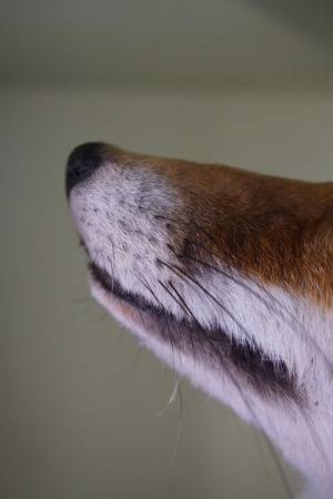 A native vibrant wild Red Fox - Vulpes vulpesの写真素材