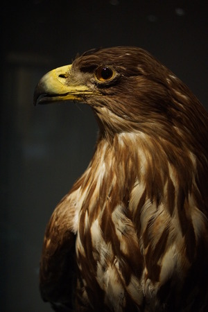 Portrait of a large White-tailed Eagle - Haliaeetus albicillaの写真素材