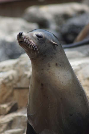 Large wild California Sea Lion - Zalophus californianusの写真素材