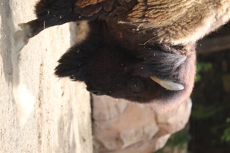 Inside a herd of American Bison - Bison bisonの写真素材