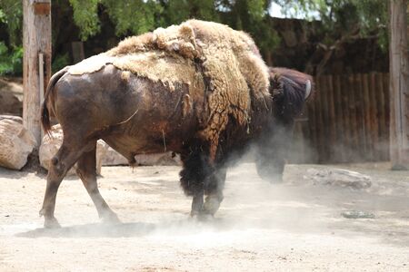 Inside a herd of American Bison - Bison bisonの写真素材