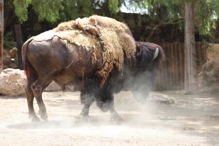 Inside a herd of American Bison - Bison bisonの写真素材