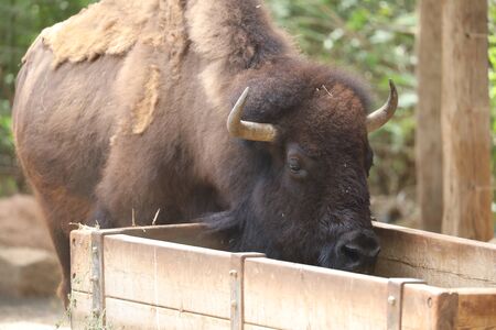 Inside a herd of American Bison - Bison bisonの写真素材