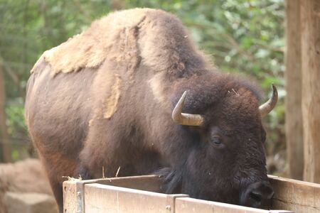 Inside a herd of American Bison - Bison bisonの写真素材