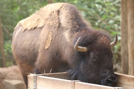 Inside a herd of American Bison - Bison bisonの写真素材