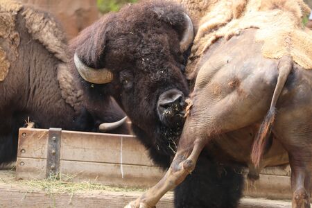 Inside a herd of American Bison - Bison bisonの写真素材