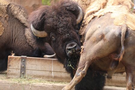 Inside a herd of American Bison - Bison bisonの写真素材