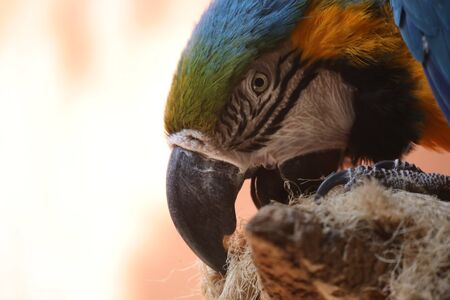 A tropical Blue-and-Yellow Macaw - Ara Araraunaの写真素材