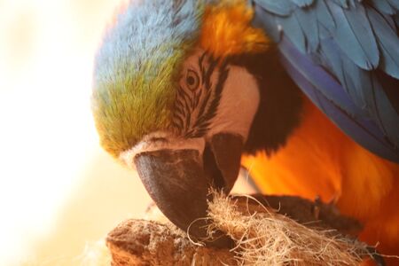 A tropical Blue-and-Yellow Macaw - Ara Ararauna