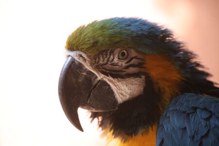 A tropical Blue-and-Yellow Macaw - Ara Araraunaの写真素材