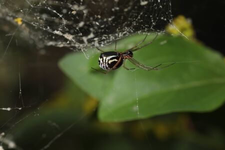 A wild Filmy Dome Spider - Frontinella species