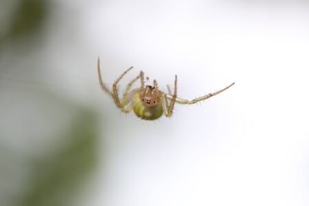 A vibrant Cucumber Green Spider - Araniella cucubitinaの写真素材