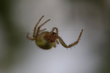A vibrant Cucumber Green Spider - Araniella cucubitinaの写真素材
