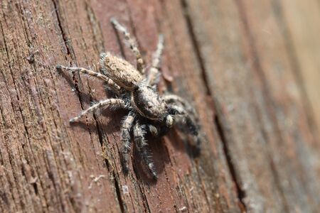 A wild Jumping Spider - Menemerus semilimbatus