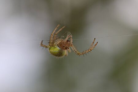 A vibrant Cucumber Green Spider - Araniella cucubitinaの写真素材