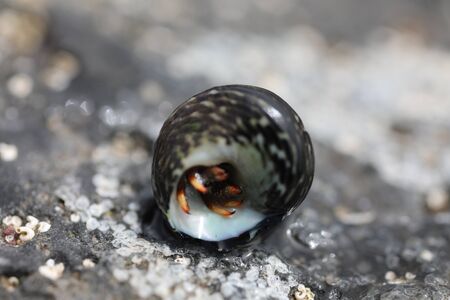 A Hermit Crab - Clibanarius aequabilisの写真素材