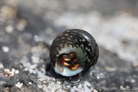 A Hermit Crab - Clibanarius aequabilisの写真素材