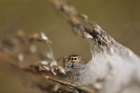 A tiny Jumping Spider - Mogrus neglectus guarding the nestの写真素材