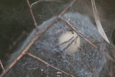 Through the web of a European Nursery Web Spider - Pisaura mirabilisの写真素材