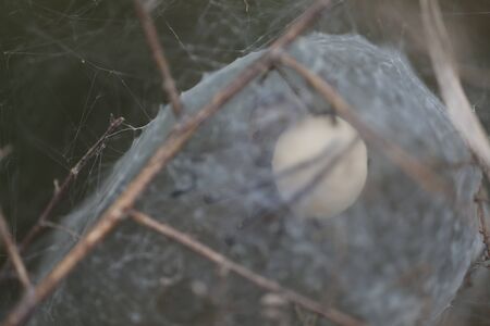 Through the web of a European Nursery Web Spider - Pisaura mirabilisの写真素材