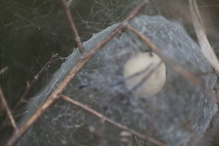 Through the web of a European Nursery Web Spider - Pisaura mirabilisの写真素材