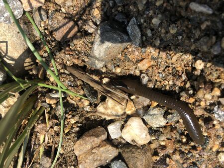 A wild Horse Leech - Haemopis sanguisuga on landの写真素材