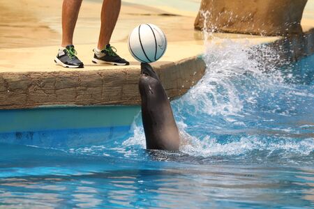 A California Sea Lion Show - Zalophus californianusの写真素材