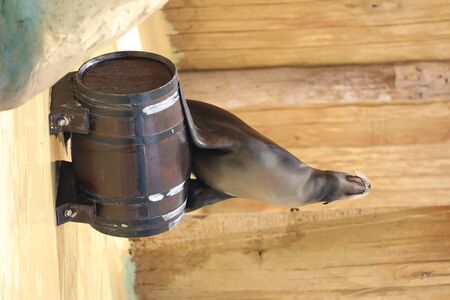 A California Sea Lion Show - Zalophus californianusの写真素材