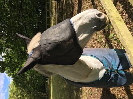 The Domestic Horse - Equus ferus caballusの写真素材