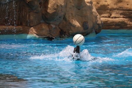 A California Sea Lion Show - Zalophus californianusの写真素材