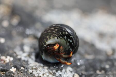 A Hermit Crab - Clibanarius aequabilisの写真素材