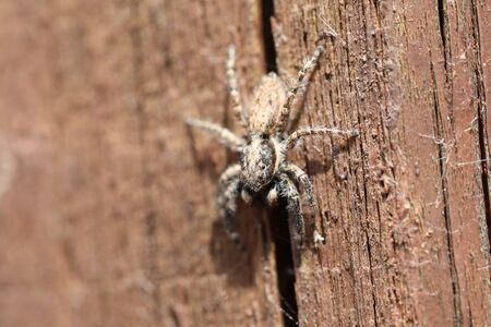 A wild Jumping Spider - Menemerus semilimbatusの写真素材