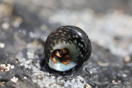 A Hermit Crab - Clibanarius aequabilisの写真素材
