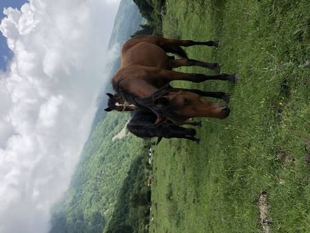 The Domestic Horse - Equus ferus caballusの写真素材