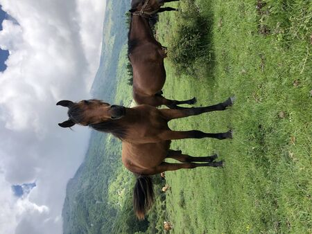 The Domestic Horse - Equus ferus caballusの写真素材