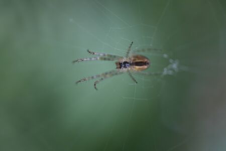 A wild Spider - Metellina segmentata on webの写真素材