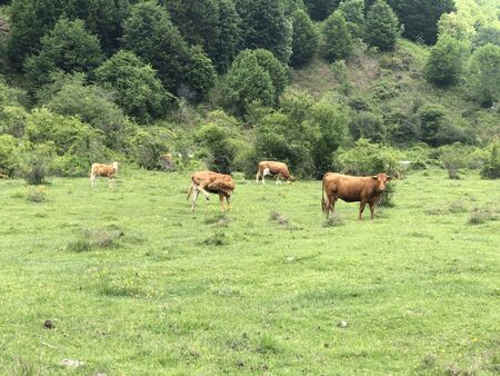 A grazing herd of Cattle - Bos taurusの写真素材