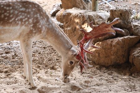 Inside a herd of Fallow Deerの写真素材