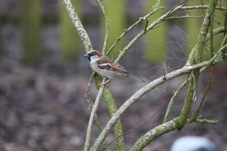 A House Sparrow - Passer domesticusの写真素材