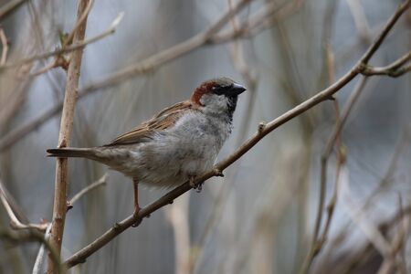 A House Sparrow - Passer domesticusの写真素材