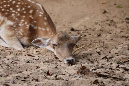 Inside a herd of Fallow Deerの写真素材