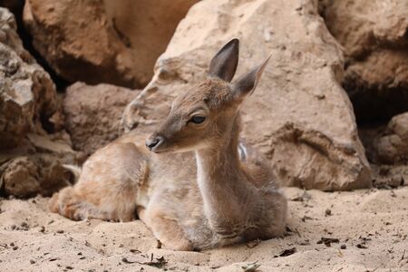 Inside a herd of Fallow Deerの写真素材
