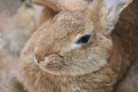 A European Rabbit - Oryctolagus cuniculusの写真素材
